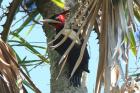 Cream-backed Woodpecker by Miranda Collett