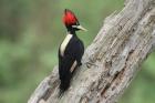 Cream-backed Woodpecker by Mick Dryden Cream-backed Woodpecker by Mick Dryden