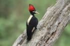 Cream-backed Woodpecker by Mick Dryden