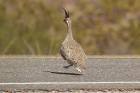 Elegant Crested Tinamou by Mick Dryden
