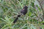 Epaulette Oriole by Miranda Collett Epaulette Oriole by Miranda Collett