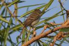 Euler's Flycatcher by Miranda Collett