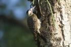 Green-barred Woodpecker by Mick Dryden