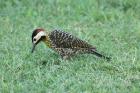 Green-barred Woodpecker by Mick Dryden