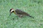 Green-barred Woodpecker by Mick Dryden Green-barred Woodpecker by Mick Dryden
