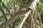 Grayish Saltator by Mick Dryden Grayish Saltator by Mick Dryden