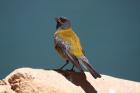 Grey-headed Sierra Finch by Mick Dryden
