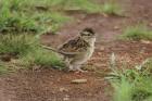 Grassland Sparrow by Mick Dryden