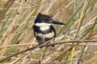 Green Kingfisher by Miranda Collett Green Kingfisher by Miranda Collett