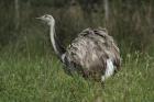 Greater Rhea by Mick Dryden
