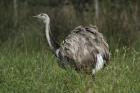 Greater Rhea by Mick Dryden Greater Rhea by Mick Dryden