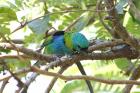 Green-headed Tanager by Miranda Collett