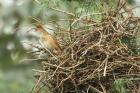 Greater Thornbill by Mick Dryden