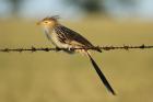 Guira Cuckoo by Mick Dryden