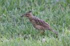 Lark-like Brush-runner by Miranda Collett