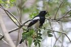 Magpie Tanager by Miranda Collett
