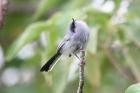 Masked Gnatcatcher by Miranda Collett