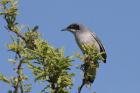 Masked Gnatcatcher by Miranda Collett