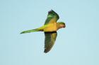 Monk Parakeet by Mick Dryden