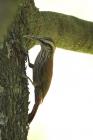 Narrow-billed Woodcreeper by Miranda Collett