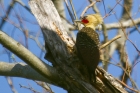 Pale-crested Woodpecker by Miranda Collett