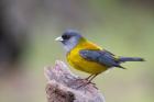 Patagonian Sierra Finch by Miranda Collett