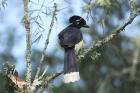 Plush-crested Jay by Mick Dryden