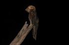 Common Potoo by Mick Dryden