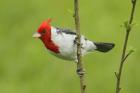 Red-crested Cardinal by Mick Dryden