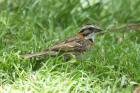 Rufous-collared Sparrow by Mick Dryden