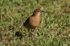 Rufous Hornero by Mick Dryden