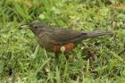 Rufous-bellied Thrush by Mick Dryden