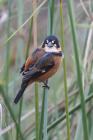 Rusty-collared Seedeater by Miranda Collett