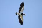 Southern Lapwing by Mick Dryden