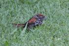 Sooty-fronted Spinetail by Miranda Collett Sooty-fronted Spinetail by Miranda Collett