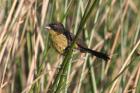 Unicolored Blackbird by Miranda Collett