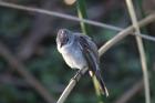 White-crested Tyrannulet by Miranda Collett