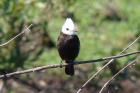 White headed Marsh Tyrant by Miranda Collett