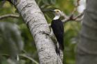 White Woodpecker by Miranda Collett