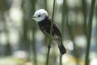White-headed Tyrant by Mick Dryden White-headed Tyrant by Mick Dryden