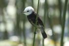 White-headed Tyrant by Mick Dryden