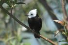 White-headed Tyrant by Mick Dryden White-headed Tyrant by Mick Dryden