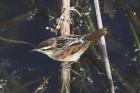 Wren - like Rushbird by Mick Dryden
