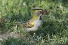 Yellow Cardinal by Mick Dryden