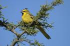 Yellow Cardinal by Mick Dryden