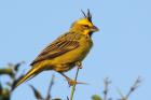 Yellow Cardinal by Miranda Collett Yellow Cardinal by Miranda Collett