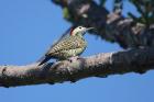 Green-barred Woodpecker by Miranda Collett Green-barred Woodpecker by Miranda Collett