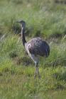 Greater Rhea by Miranda Collett Greater Rhea by Miranda Collett