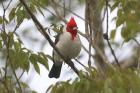 Red-crested Cardinal by Miranda Collett