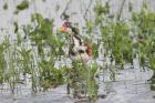 Wattled Jacana by Miranda Collett